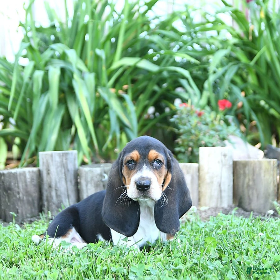 Basset Hound dogs for sale: Shanda - Image 10