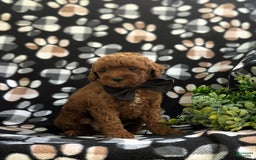 Miniature Poodle dogs for sale: Kollin - Image 2