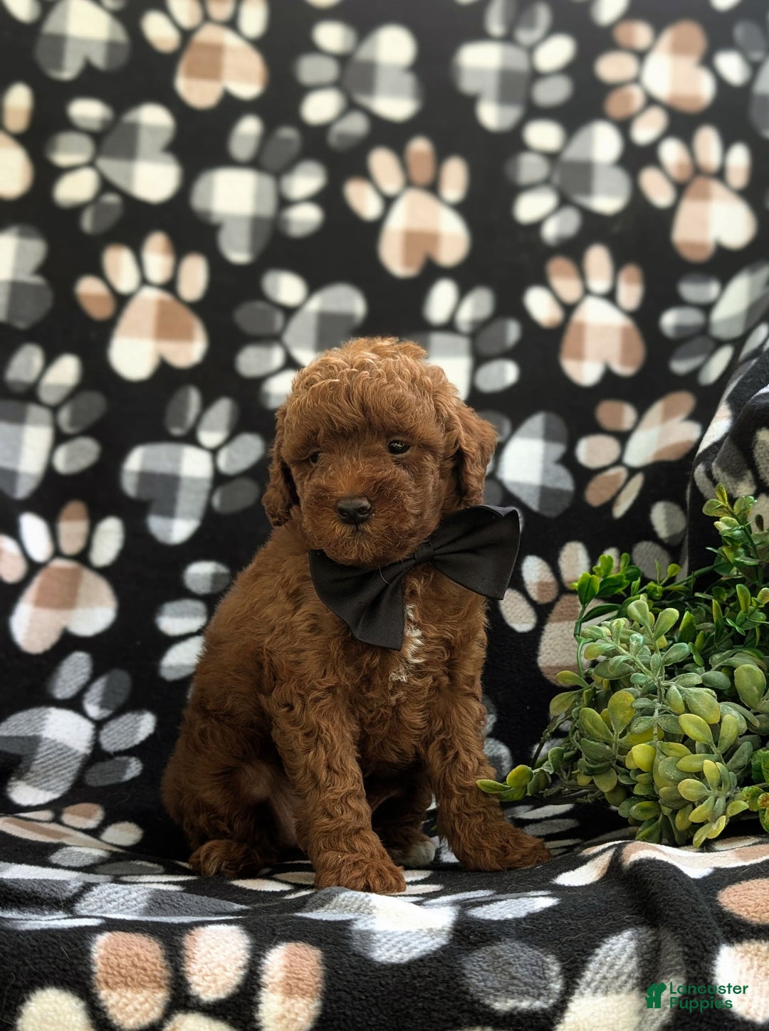 Miniature Poodle dogs for sale: Kollin - Image 2