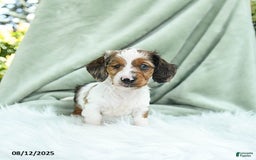 Miniature Dachshund dogs for sale: Pilot Special Needs - Image 2