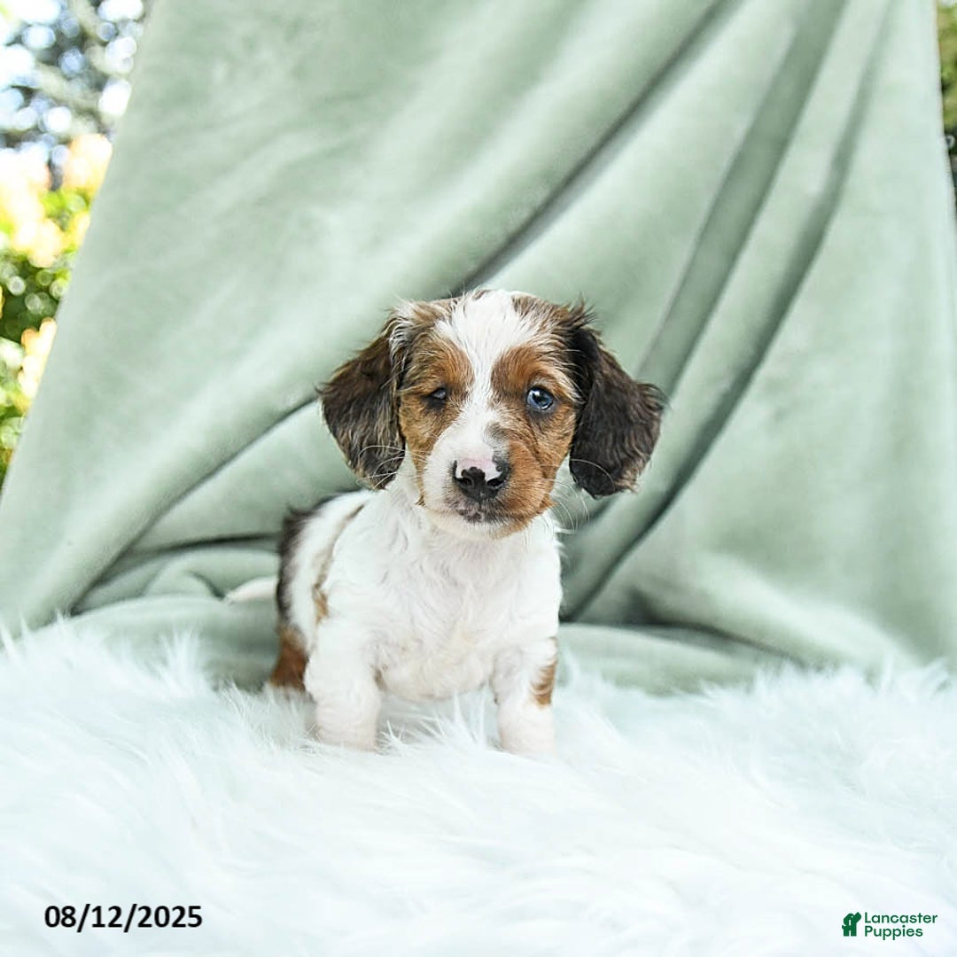 Miniature Dachshund dogs for sale: Pilot Special Needs - Image 2