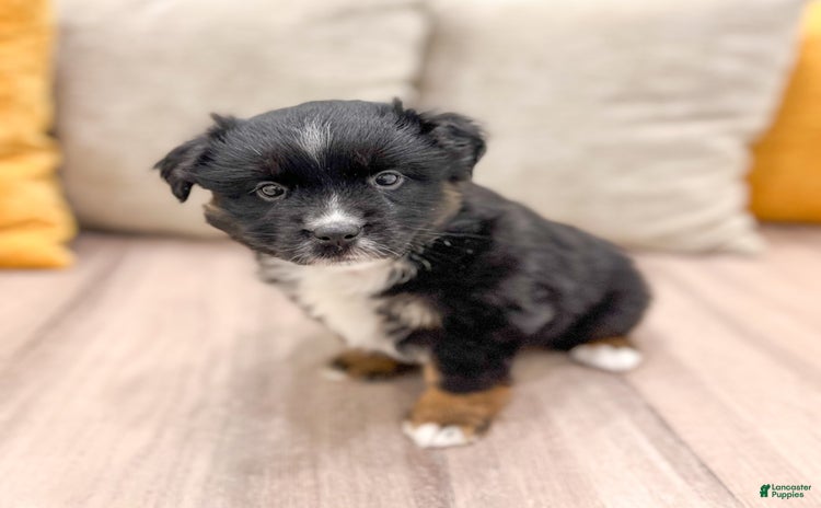 Australian Shepherd dogs for sale - Ad 4