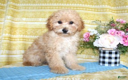 Mini Goldendoodle dogs for sale: Lewis - Image 20