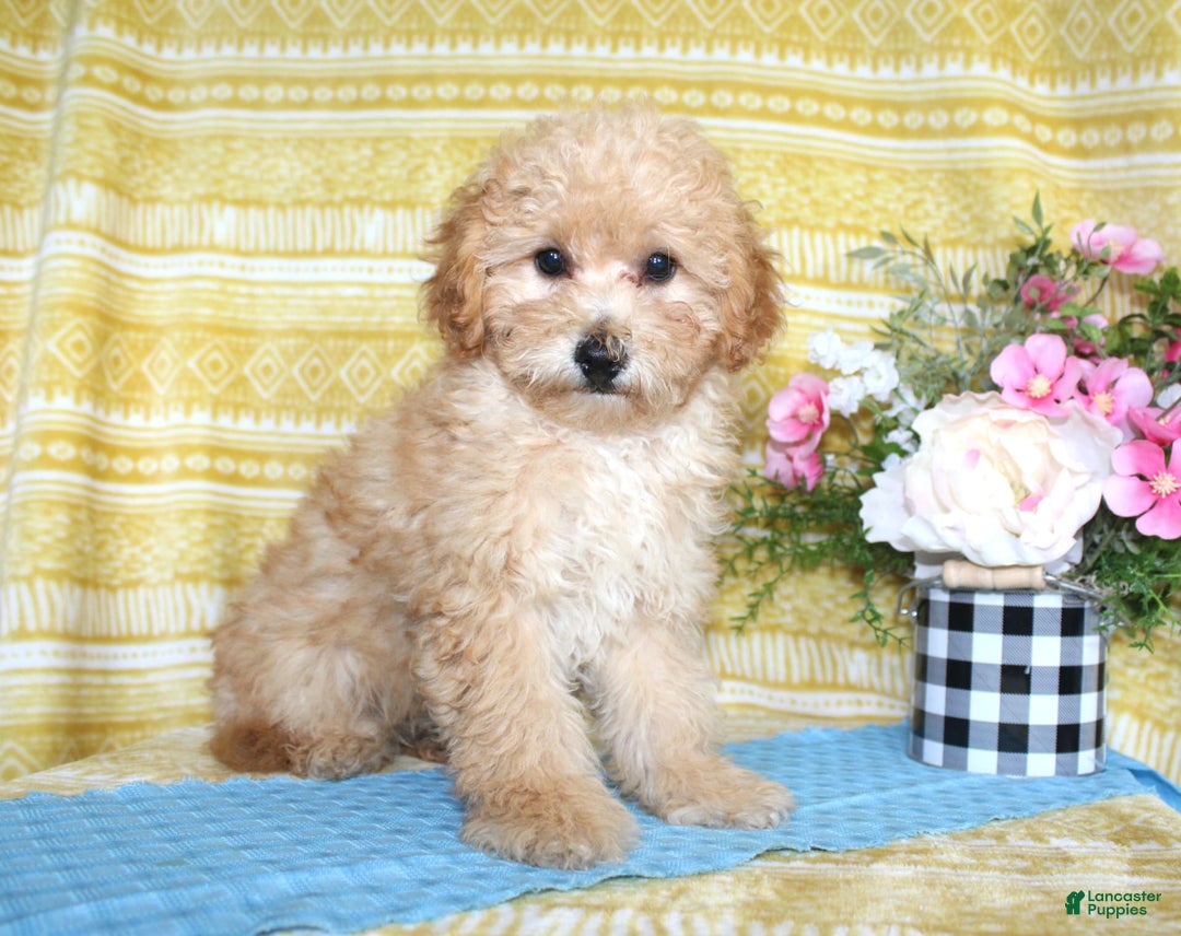 Mini Goldendoodle dogs for sale: Lewis - Image 20