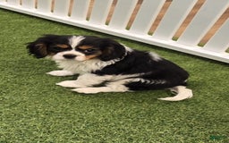 Cavalier King Charles Spaniel dogs for sale: Bently - Image 1