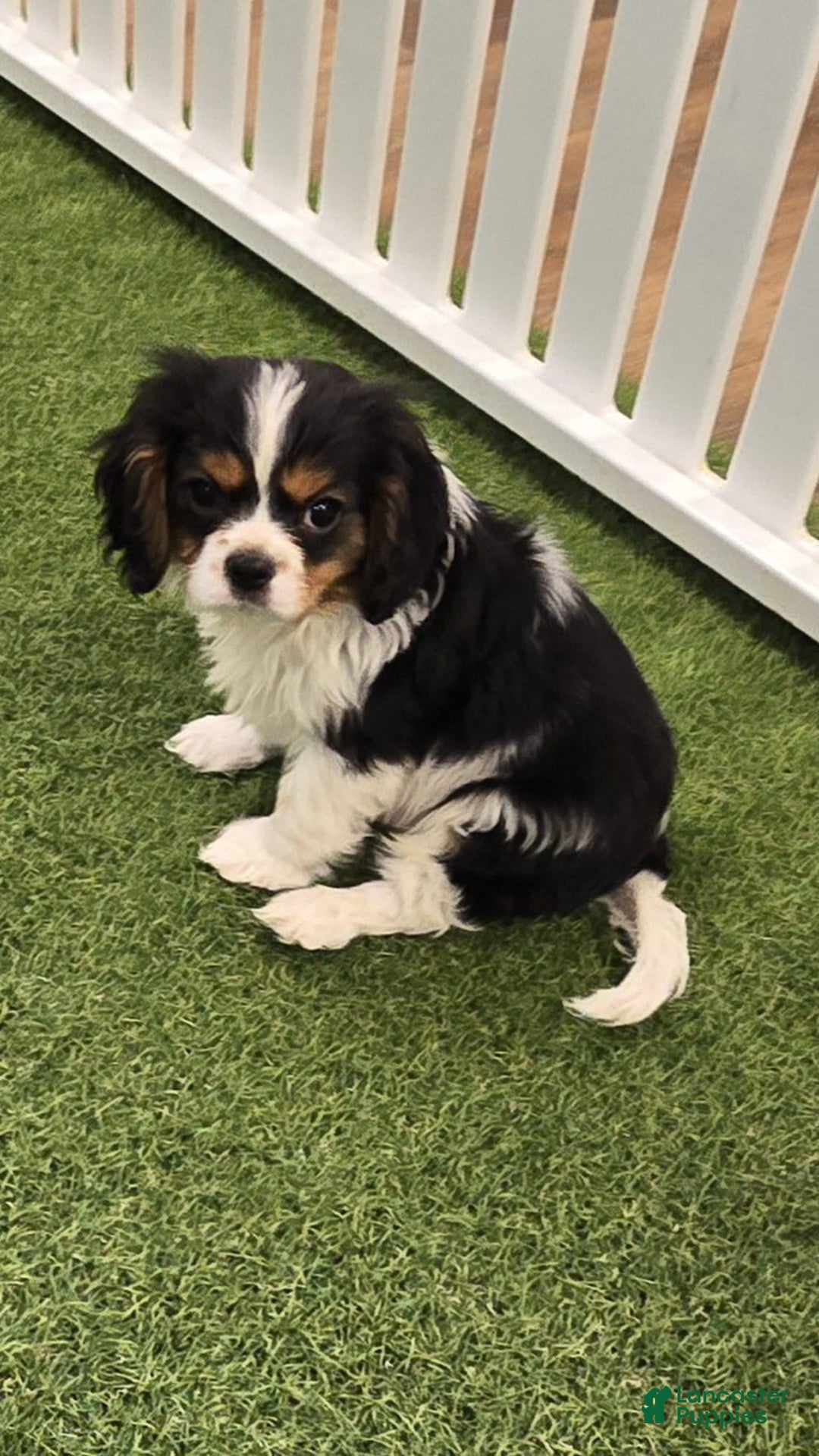Cavalier King Charles Spaniel dogs for sale: Bently - Image 1