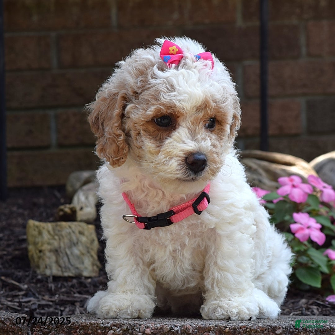 Bichpoo dogs for sale: Paisley - Image 6