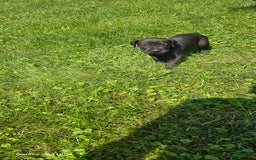 Great Dane dogs for sale: Storm - Image 18