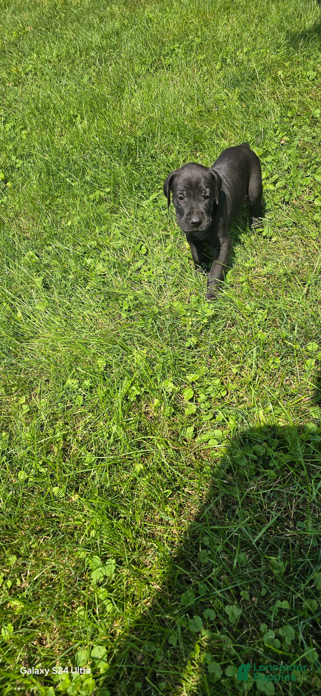 Great Dane dogs for sale: Storm - Image 18