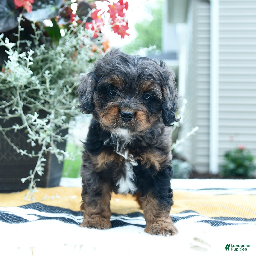 Cockapoo dogs for sale: Kiara - Image 3