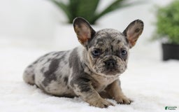 French Bulldog dogs for sale: French Bulldog 5 puppies - Image 21