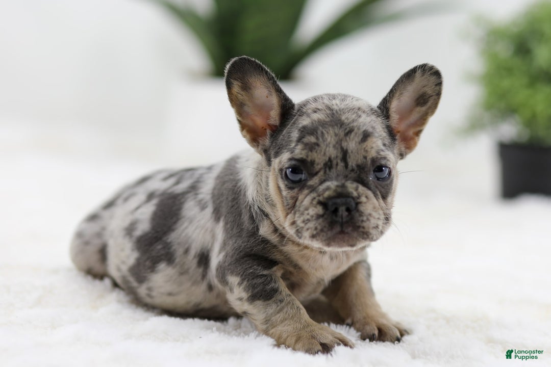 French Bulldog dogs for sale: French Bulldog 5 puppies - Image 21