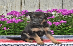 German Shepherd dogs for sale: Crystal - Image 2