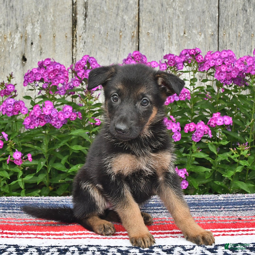 German Shepherd dogs for sale: Crystal - Image 2