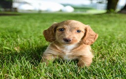Miniature Dachshund dogs for sale: Chocolate - Image 4