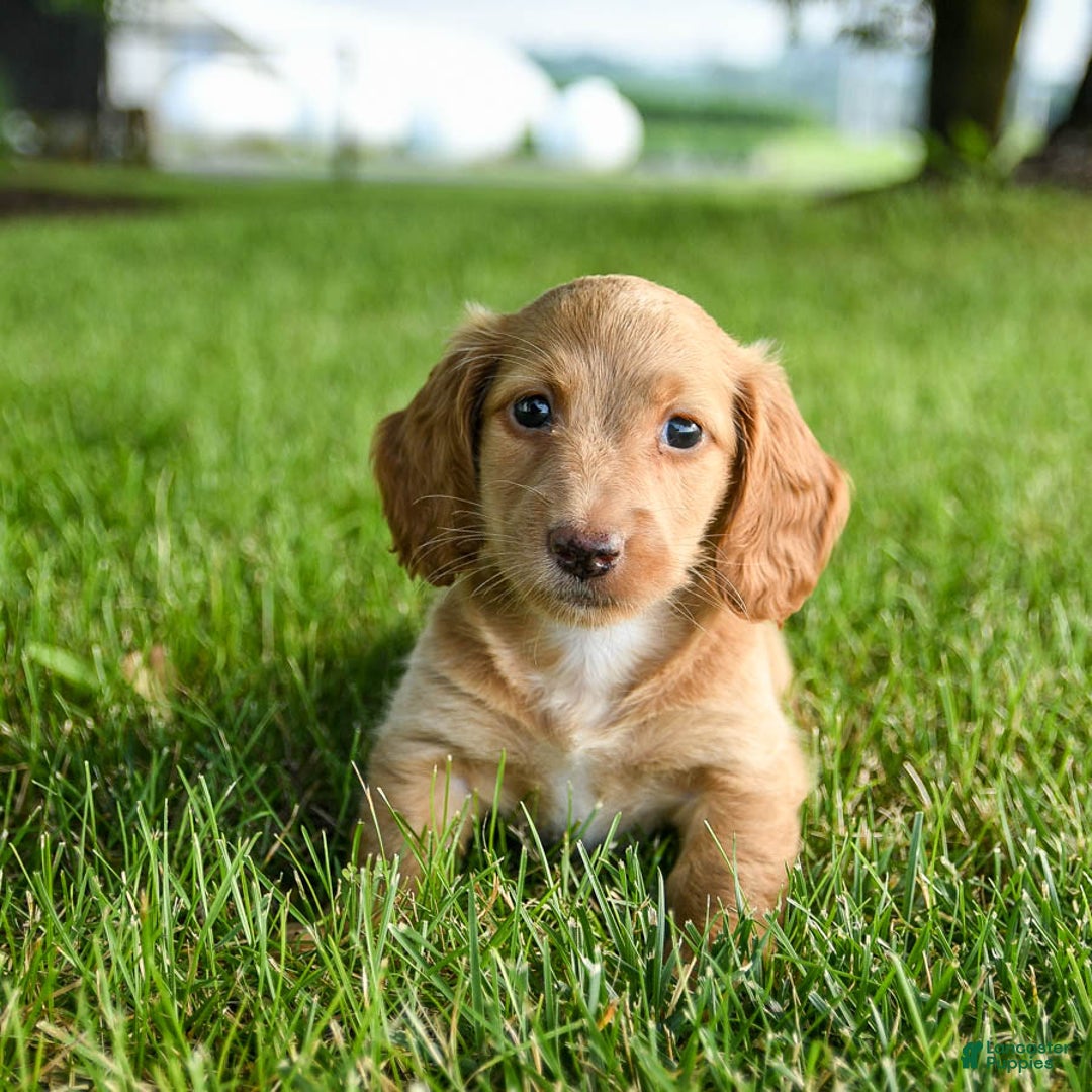Miniature Dachshund dogs for sale: Chocolate - Image 4