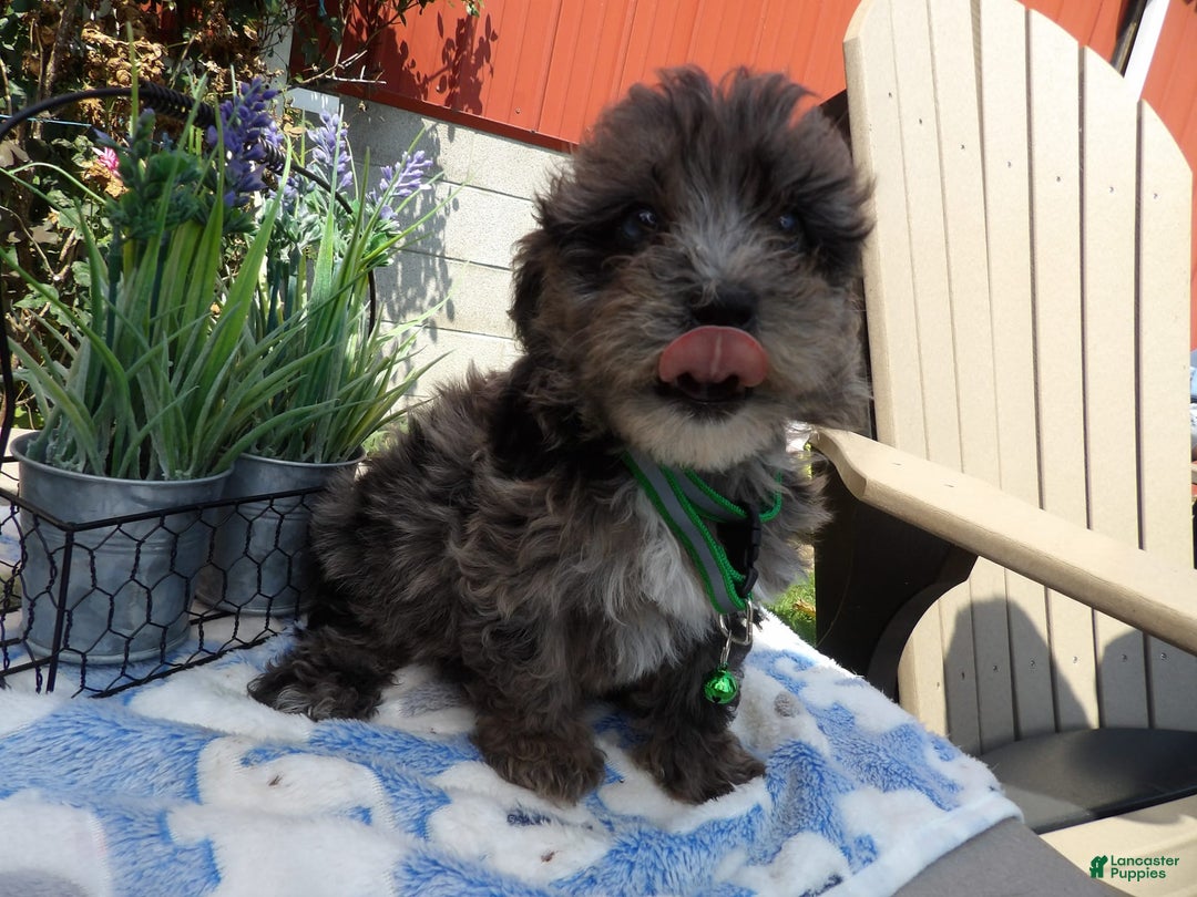 Aussiedoodle dogs for sale: Corby - Image 3