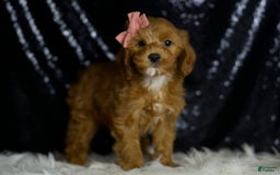 Cavapoo dogs for sale: Nala - Image 4