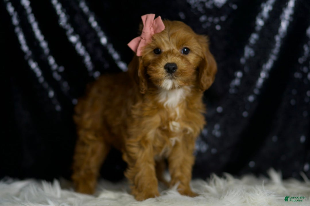 Cavapoo dogs for sale: Nala - Image 4