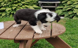 Border Collie dogs for sale: Tillie - Image 2