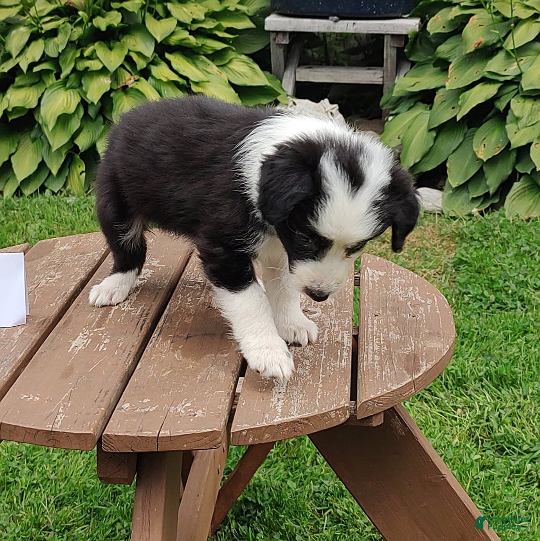 Border Collie dogs for sale: Tillie - Image 2