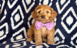 Cockapoo dogs for sale: Bubba - Image 6