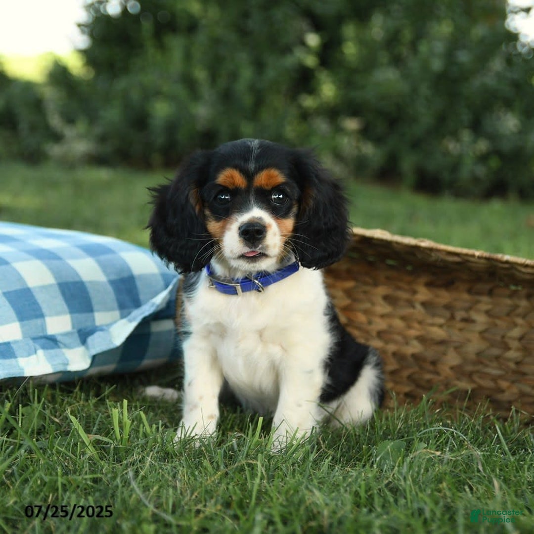 Cockalier dogs for sale: Chet - Image 11