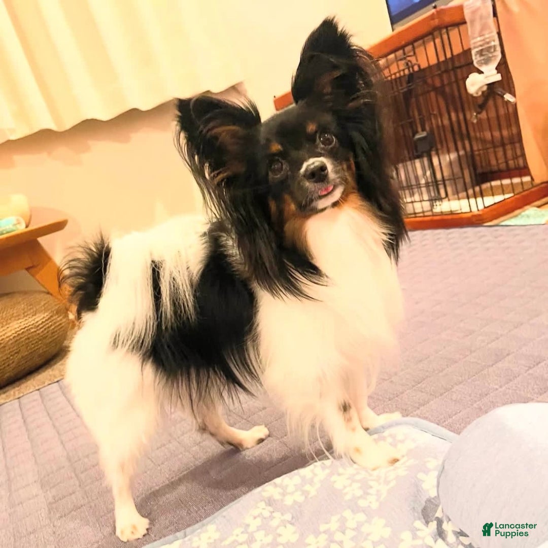 Papillon dogs for sale: Daisy - Image 10