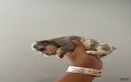French Bulldog dogs for sale: Miss Missy - Image 2