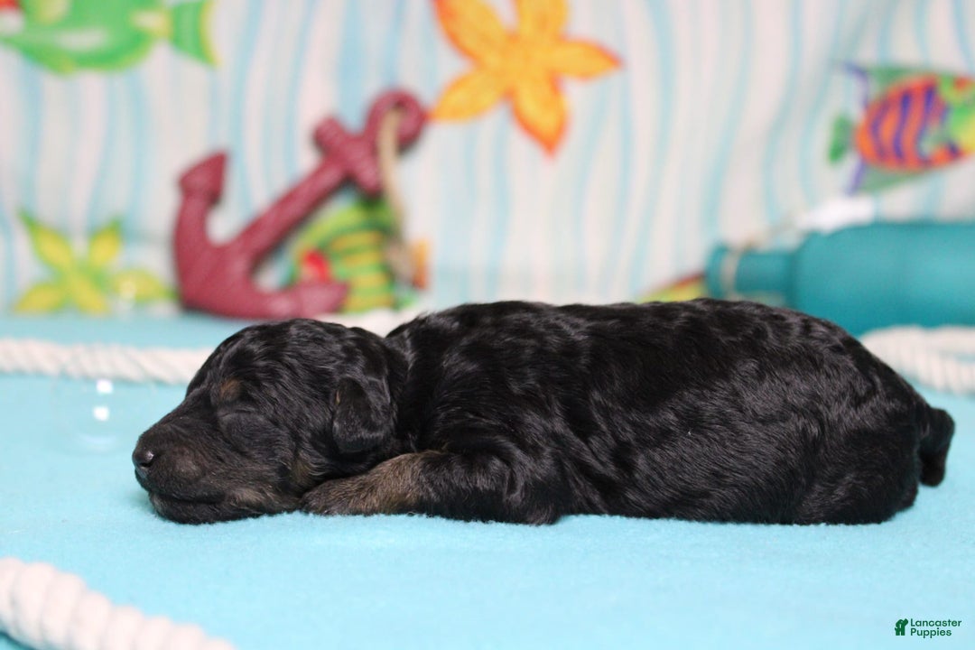 Mini Bernedoodle dogs for sale: Mike - Image 3