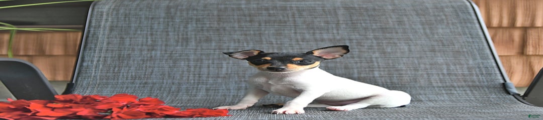 Fay