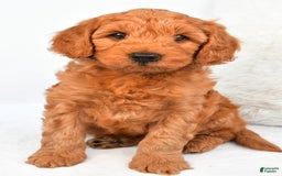 Mini Goldendoodle dogs for sale: Teddy - Image 1