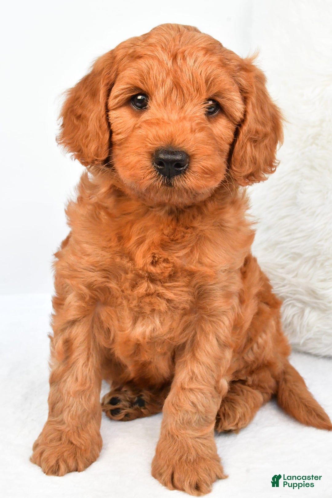 Mini Goldendoodle dogs for sale: Teddy - Image 1