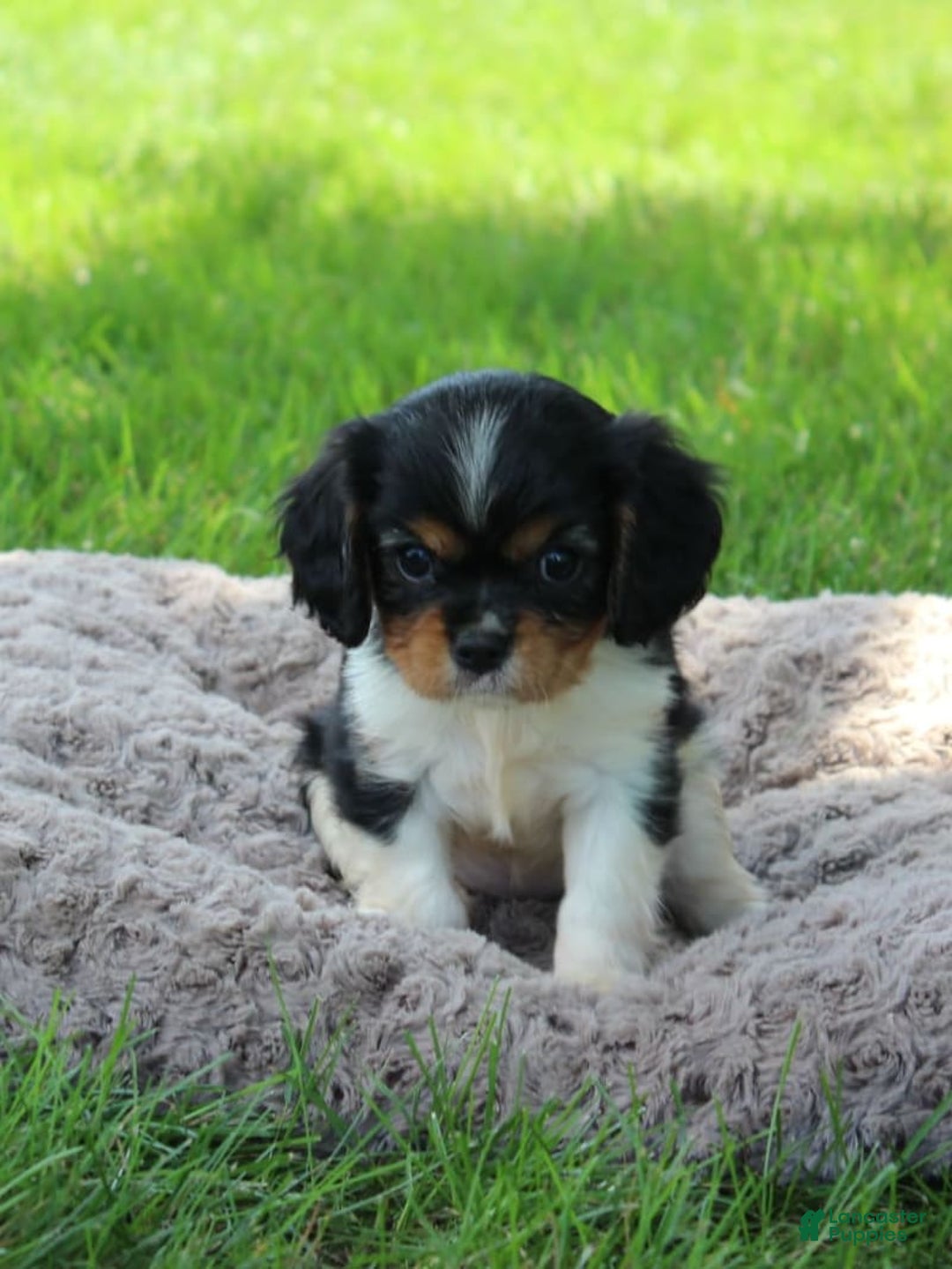 Cavalier King Charles Spaniel dogs for sale: Cavalier King Charles Spaniel 6 puppies - Image 1