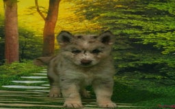 Gerberian Shepsky dogs for sale: Max - Image 8