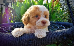 Havapoo dogs for sale: Jinga - Image 2