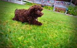 Havapoo dogs for sale: Bessie - Image 4