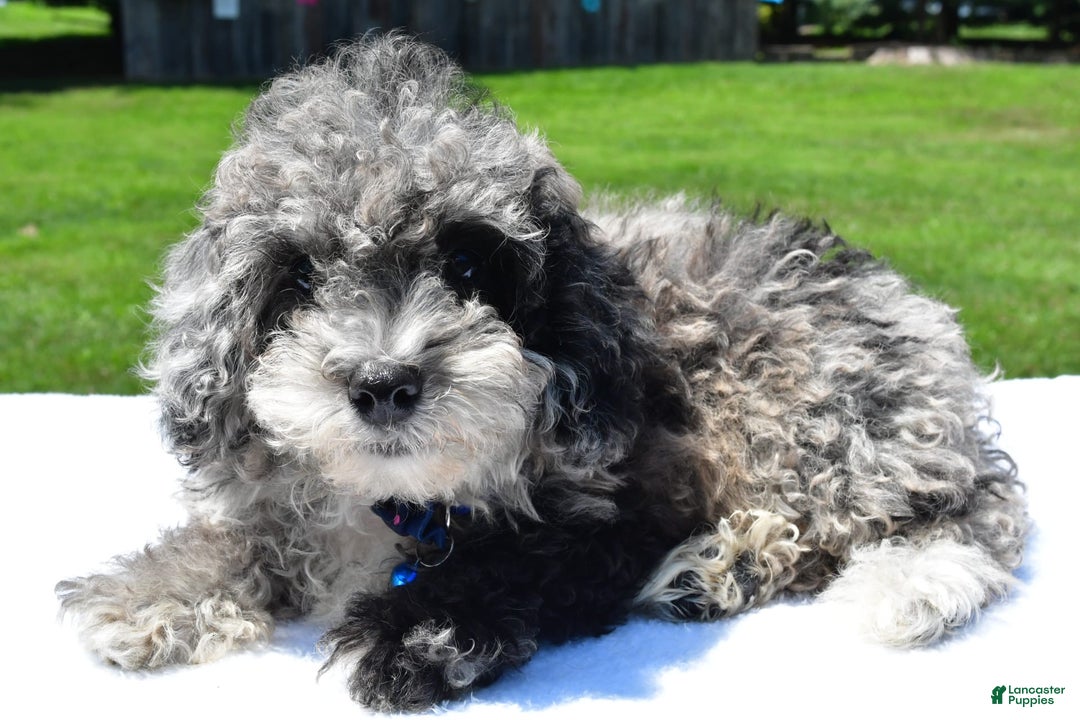 Miniature Poodle dogs for sale: Jethro - Image 6