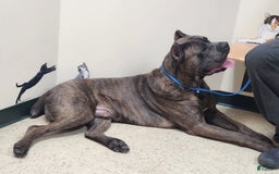 Cane Corso dogs for sale: Kilo - Image 3