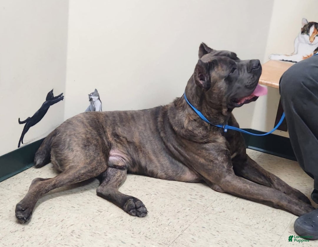 Cane Corso dogs for sale: Kilo - Image 3