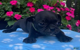 Puggle dogs for sale: Ellis - Image 2