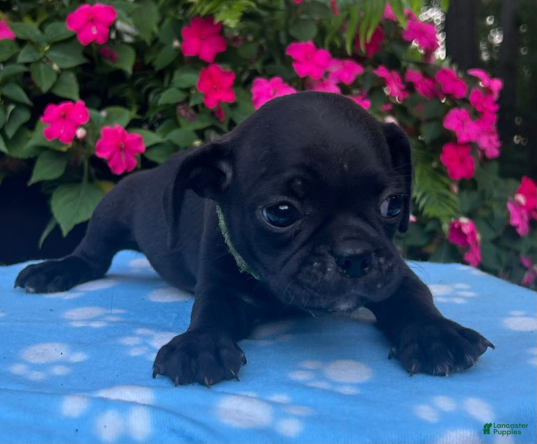 Puggle dogs for sale: Ellis - Image 2