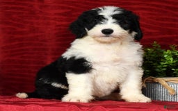 Sheepadoodle dogs for sale: Diesel - Image 9