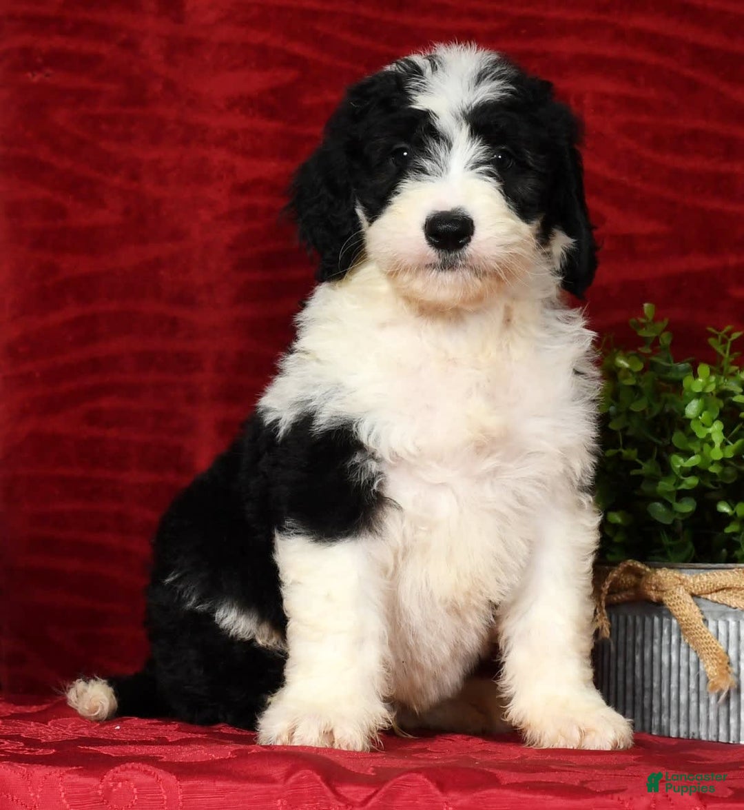 Sheepadoodle dogs for sale: Diesel - Image 9