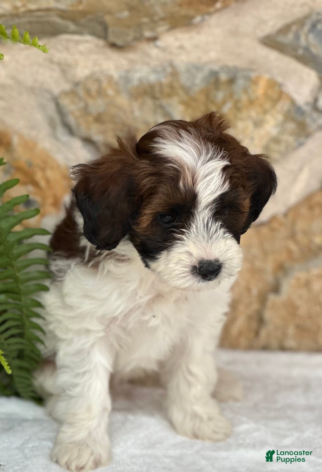 Mini Aussiedoodle dogs for sale: Ripley - Image 5