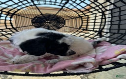 Miniature Poodle dogs for sale: Thor - Image 10
