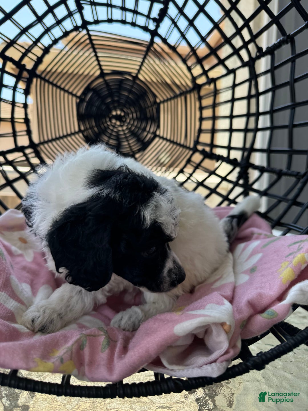 Miniature Poodle dogs for sale: Thor - Image 10