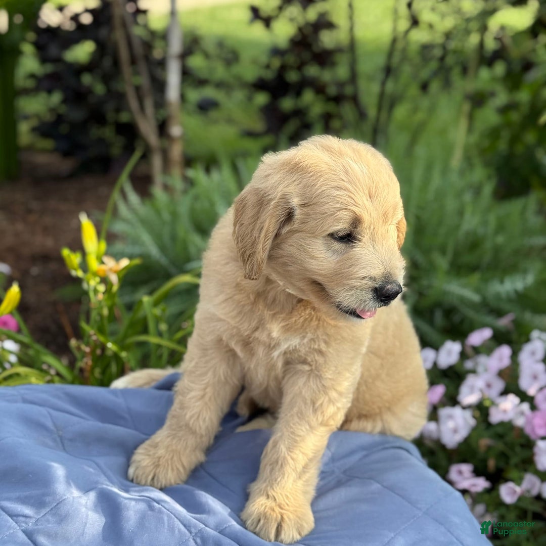 Goldendoodle dogs for sale: Justen - Image 7