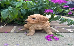 Mini Goldendoodle dogs for sale: Porter - Image 2
