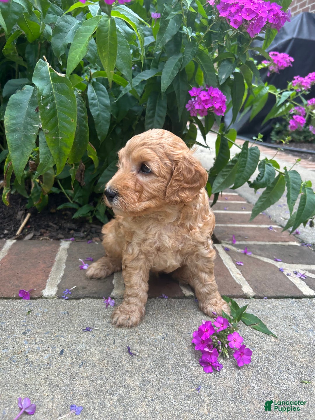 Mini Goldendoodle dogs for sale: Porter - Image 2